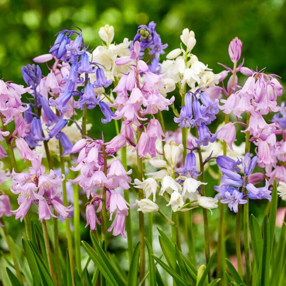 'Hyacinthoides hispanica' mix